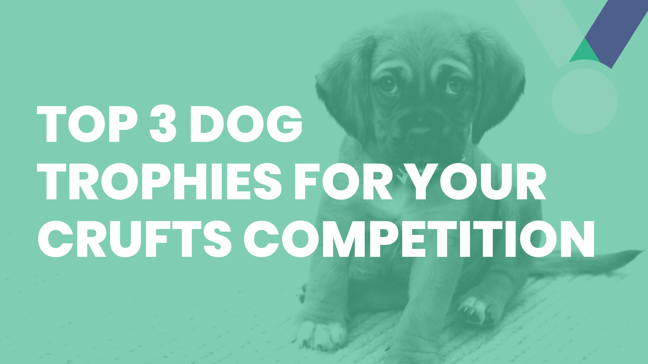 Our Top 3 Dog Trophies for Your Crufts Competition