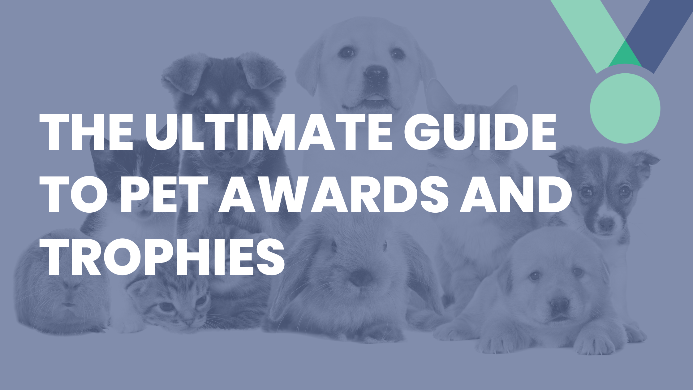 Our Ultimate Guide to Pet Awards and Trophies