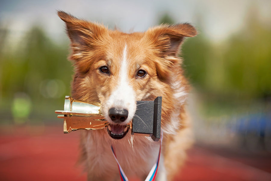 Best in Show: The Winningest Dog Breeds at the Westminster Kennel Club Competition