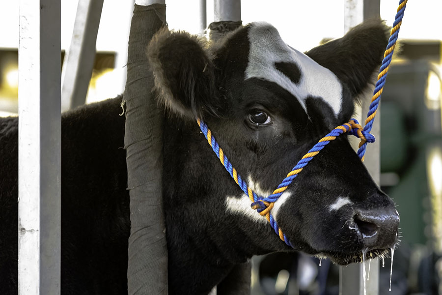 Celebrate Your Student's Successes: FFA Awards That Deserve a Trophy
